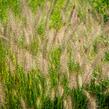 Dochan psárkovitý 'Hameln' - Pennisetum alopecuroides 'Hameln'