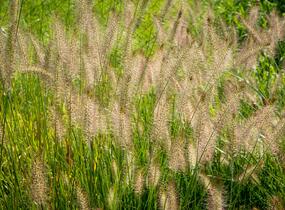 Dochan psárkovitý 'Hameln' - Pennisetum alopecuroides 'Hameln'