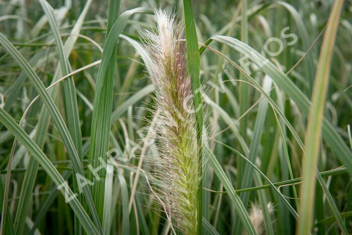 Dochan psárkovitý 'Japonicum' - Pennisetum alopecuroides 'Japonicum'