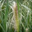 Dochan psárkovitý 'Japonicum' - Pennisetum alopecuroides 'Japonicum'