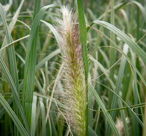 Dochan psárkovitý 'Japonicum' - Pennisetum alopecuroides 'Japonicum'