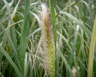 Dochan psárkovitý 'Japonicum'