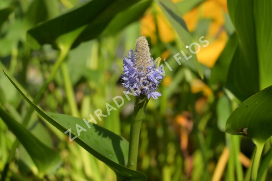 Modráska kopinatá - Pontederia lanceolata