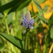 Modráska kopinatá - Pontederia lanceolata