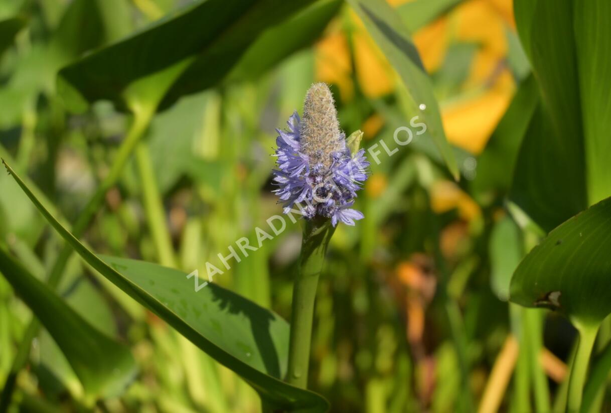 Modráska kopinatá - Pontederia lanceolata