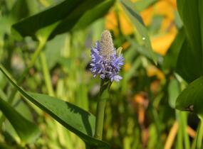 Modráska kopinatá - Pontederia lanceolata