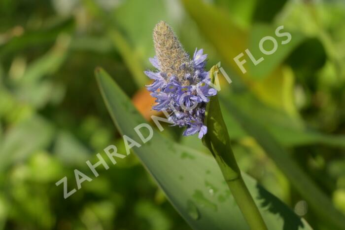 Modráska kopinatá - Pontederia lanceolata