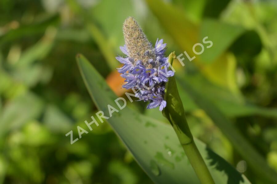 Modráska kopinatá - Pontederia lanceolata