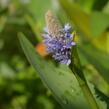 Modráska kopinatá - Pontederia lanceolata