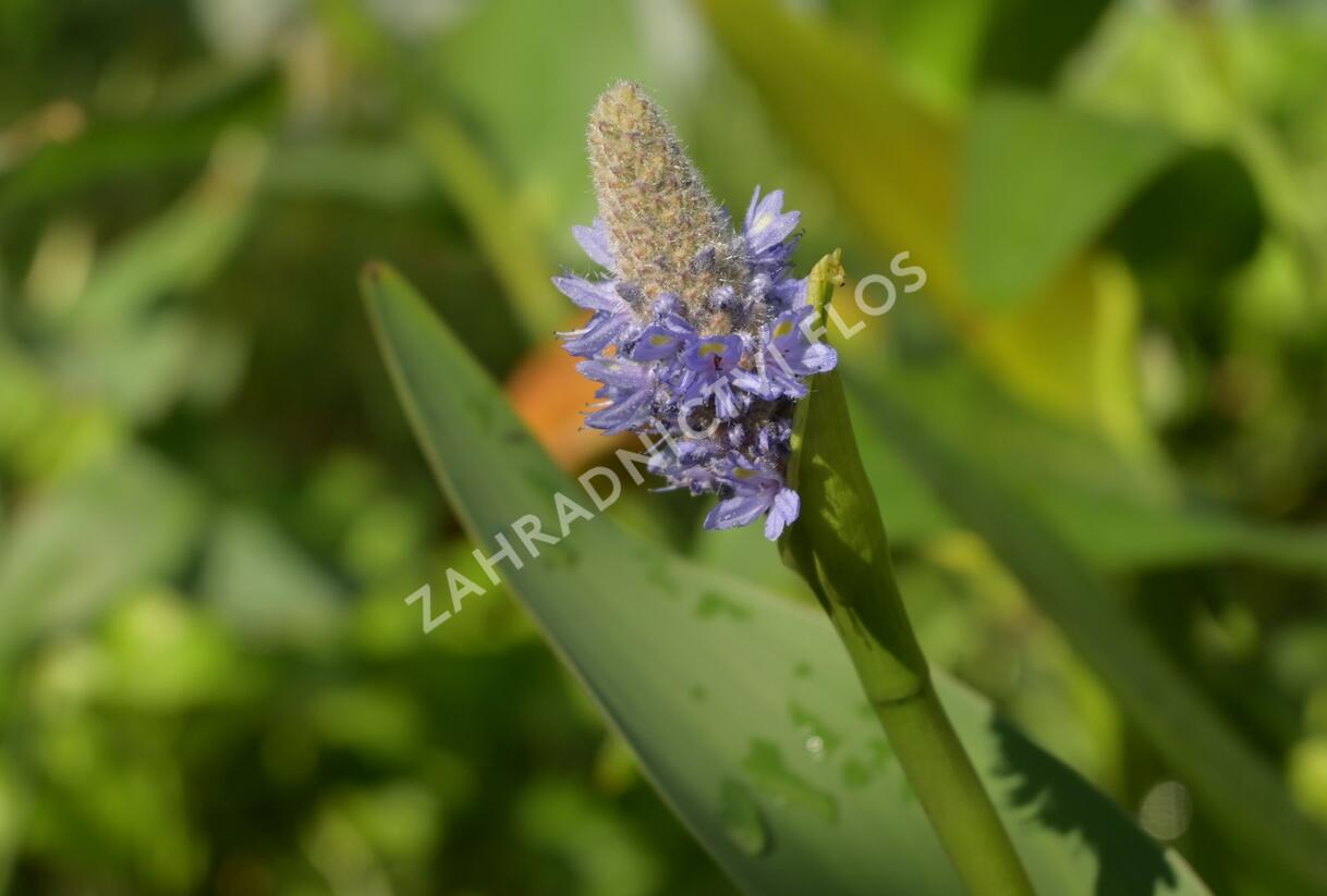 Modráska kopinatá - Pontederia lanceolata