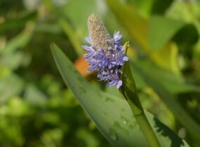 Modráska kopinatá - Pontederia lanceolata