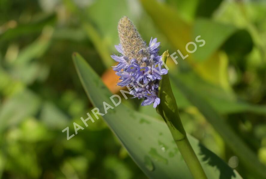 Modráska kopinatá - Pontederia lanceolata
