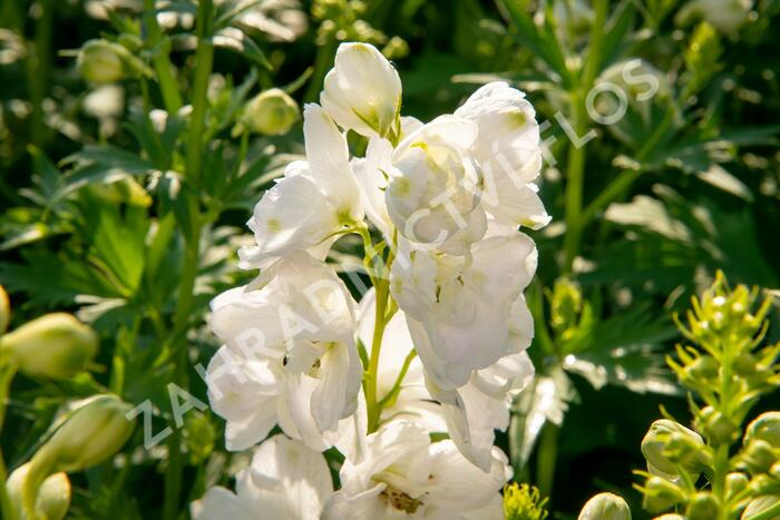 Ostrožka 'Jupiter White' - Delphinium x cultorum 'Jupiter White'