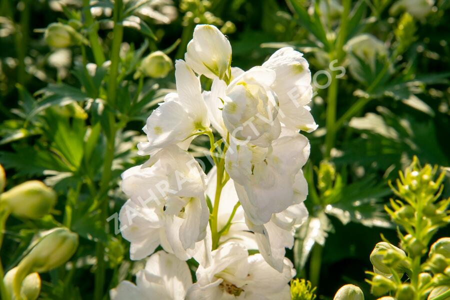Ostrožka 'Jupiter White' - Delphinium x cultorum 'Jupiter White'