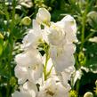 Ostrožka 'Jupiter White' - Delphinium x cultorum 'Jupiter White'