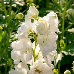 Ostrožka 'Jupiter White' - Delphinium x cultorum 'Jupiter White'