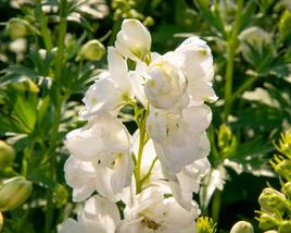 Ostrožka 'Jupiter White'