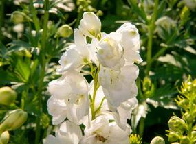 Ostrožka 'Jupiter White' - Delphinium x cultorum 'Jupiter White'