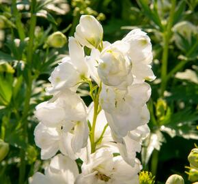 Ostrožka 'Jupiter White' - Delphinium x cultorum 'Jupiter White'