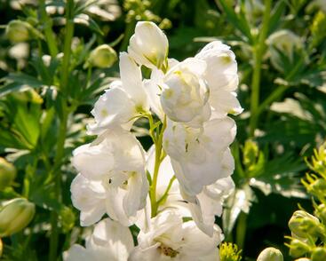 Ostrožka 'Jupiter White'