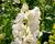 Ostrožka 'Jupiter White'