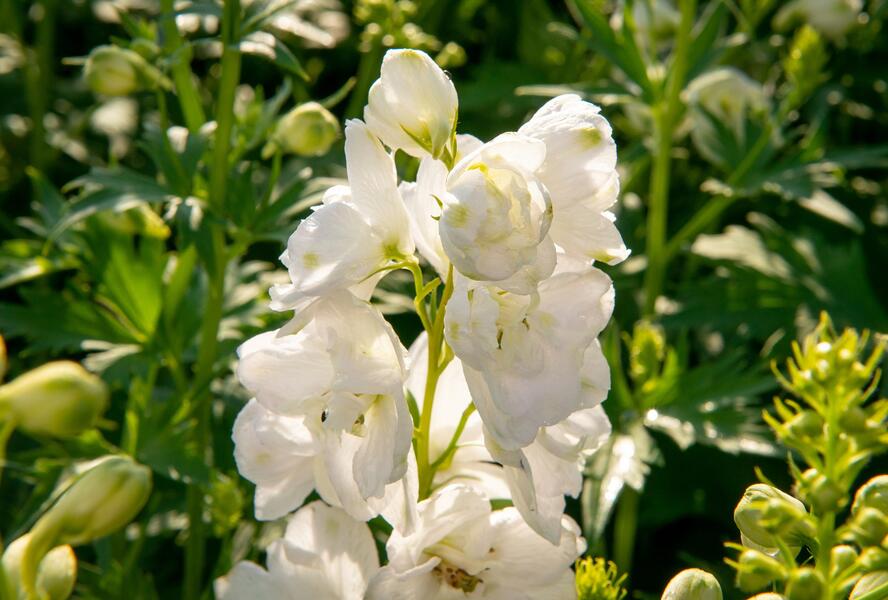 Ostrožka 'Jupiter White' - Delphinium x cultorum 'Jupiter White'