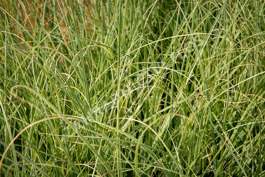 Pampová tráva 'Esperanta' - Cortaderia selloana 'Esperanta'
