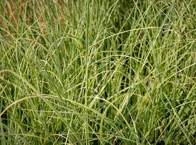 Pampová tráva 'Esperanta' - Cortaderia selloana 'Esperanta'