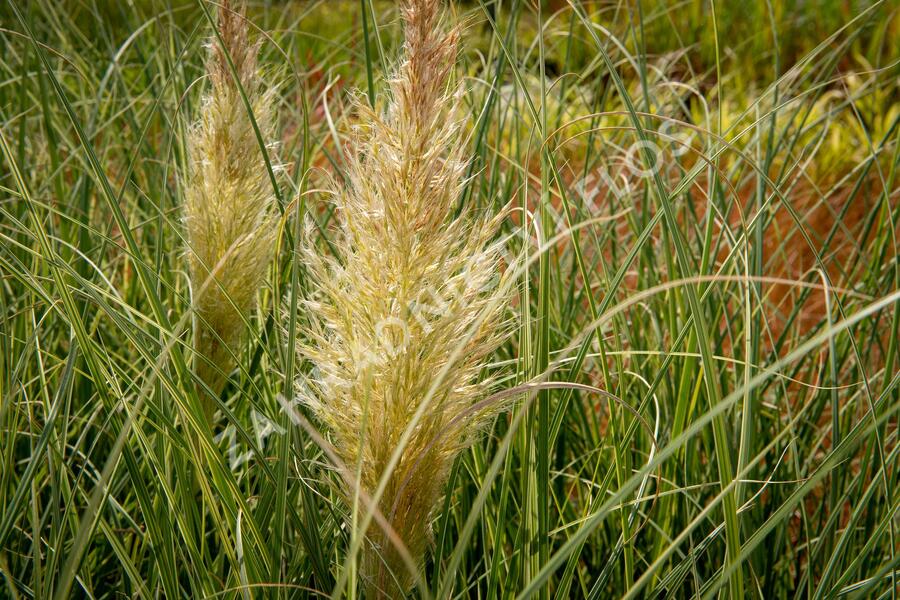 Pampová tráva 'Esperanta' - Cortaderia selloana 'Esperanta'