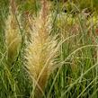 Pampová tráva 'Esperanta' - Cortaderia selloana 'Esperanta'