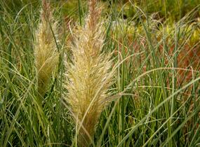 Pampová tráva 'Esperanta' - Cortaderia selloana 'Esperanta'