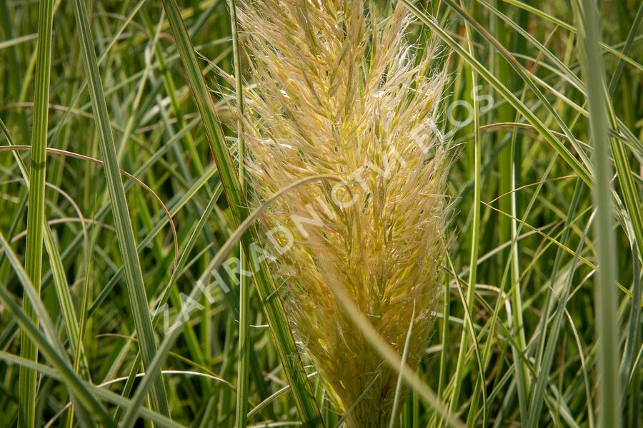 Pampová tráva 'Esperanta' - Cortaderia selloana 'Esperanta'