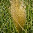 Pampová tráva 'Esperanta' - Cortaderia selloana 'Esperanta'