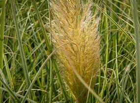 Pampová tráva 'Esperanta' - Cortaderia selloana 'Esperanta'