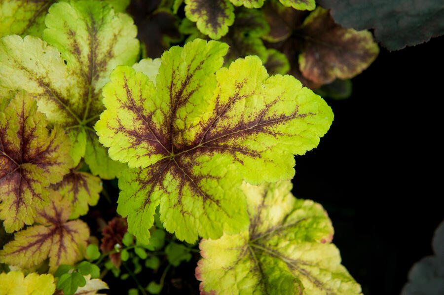 Dlužela 'Art Tropico' - Heucherella 'Art Tropico'