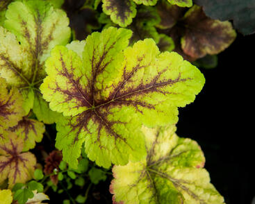 Dlužela 'Art Tropico'