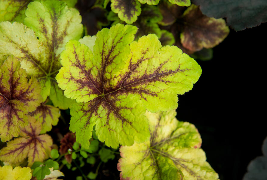 Dlužela 'Art Tropico' - Heucherella 'Art Tropico'