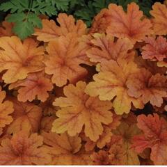 Dlužela 'Buttered Rum' - Heucherella hybrida 'Buttered Rum'