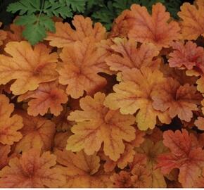 Dlužela 'Buttered Rum' - Heucherella hybrida 'Buttered Rum'