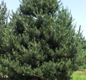 Borovice černá - Pinus nigra
