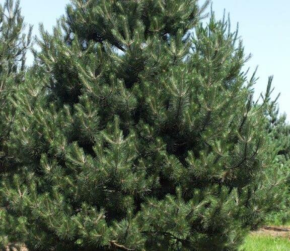 Borovice černá - Pinus nigra