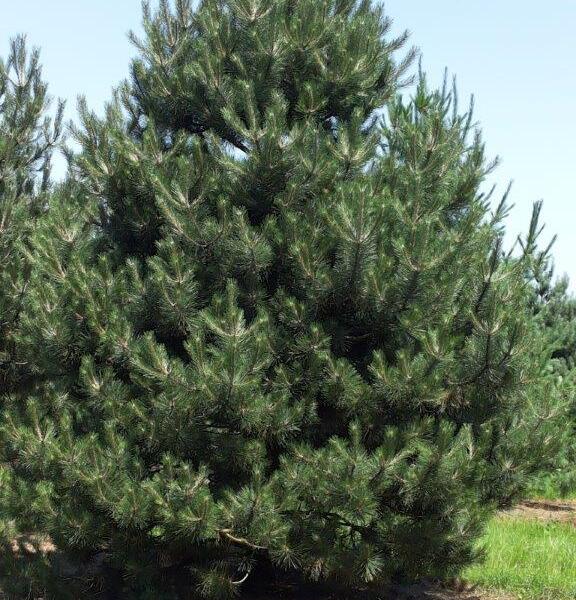 Borovice černá - Pinus nigra