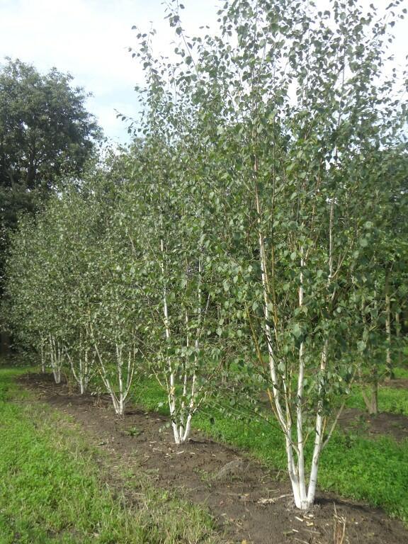 Bříza himalájská var. jacquemontii - Betula utilis jacquemontii