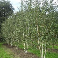 Bříza himalájská var. jacquemontii - Betula utilis jacquemontii