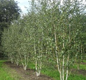 Bříza himalájská var. jacquemontii - Betula utilis jacquemontii