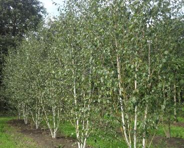 Bříza himalájská var. jacquemontii