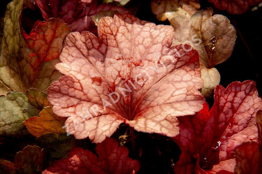 Dlužicha 'Paprika' - Heuchera hybrida 'Paprika'