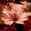 Dlužicha 'Paprika' - Heuchera hybrida 'Paprika'