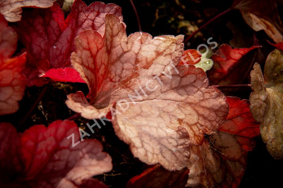 Dlužicha 'Paprika' - Heuchera hybrida 'Paprika'