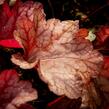 Dlužicha 'Paprika' - Heuchera 'Paprika'